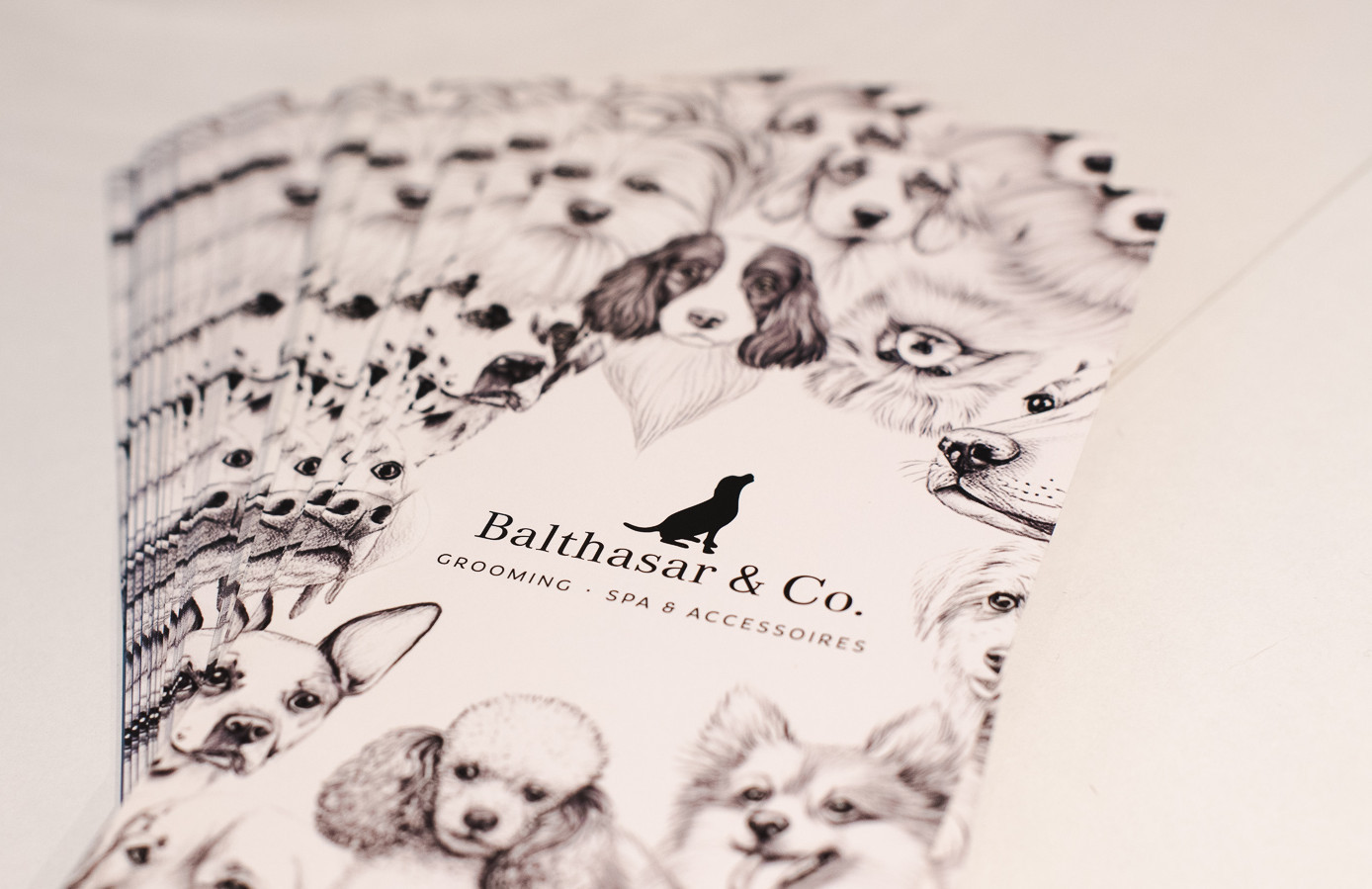 Logo und Flyer von Balthasar & Co. Hundefriseur in Kassel
