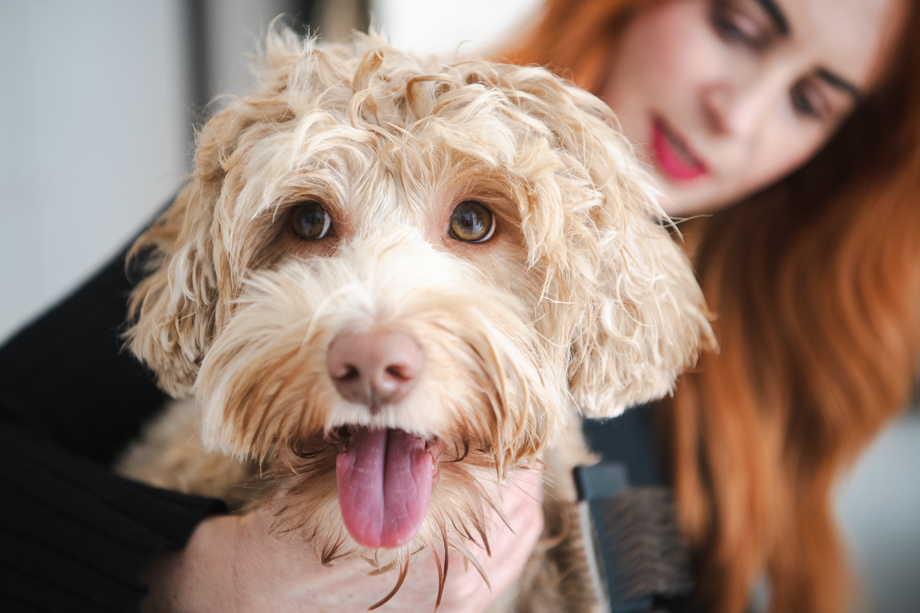 Frisch gepflegter Hund bei Balthasar & Co. Hundefriseur in Kassel