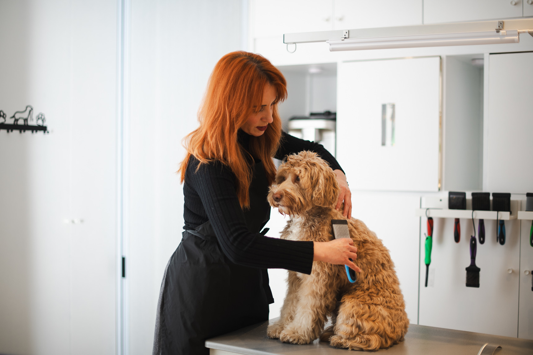 Hund wird gebürstet beim Hundefriseur Balthasar & Co. in Kassel