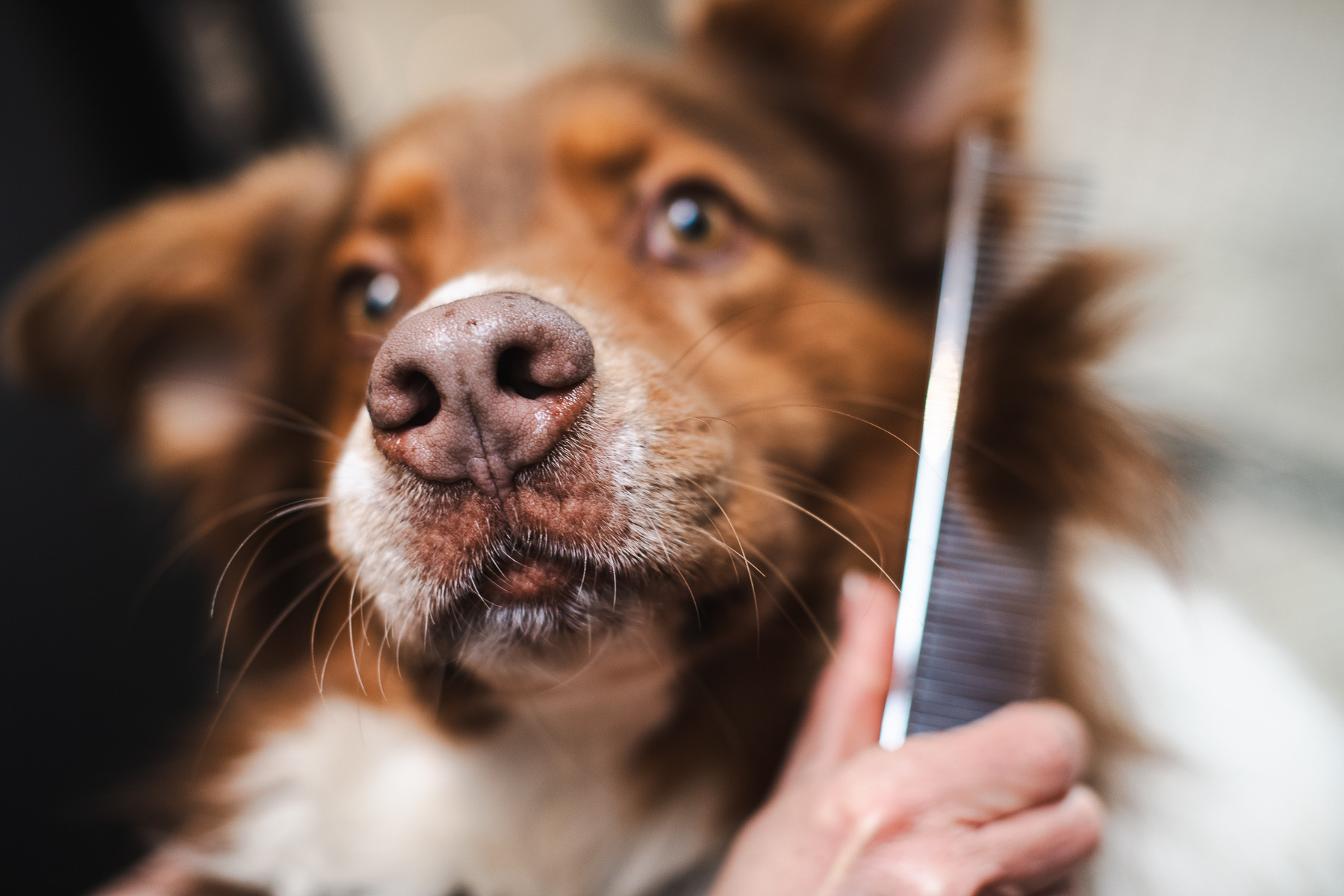 Hund wird gekämmt beim Hundefriseur Balthasar & Co. in Kassel