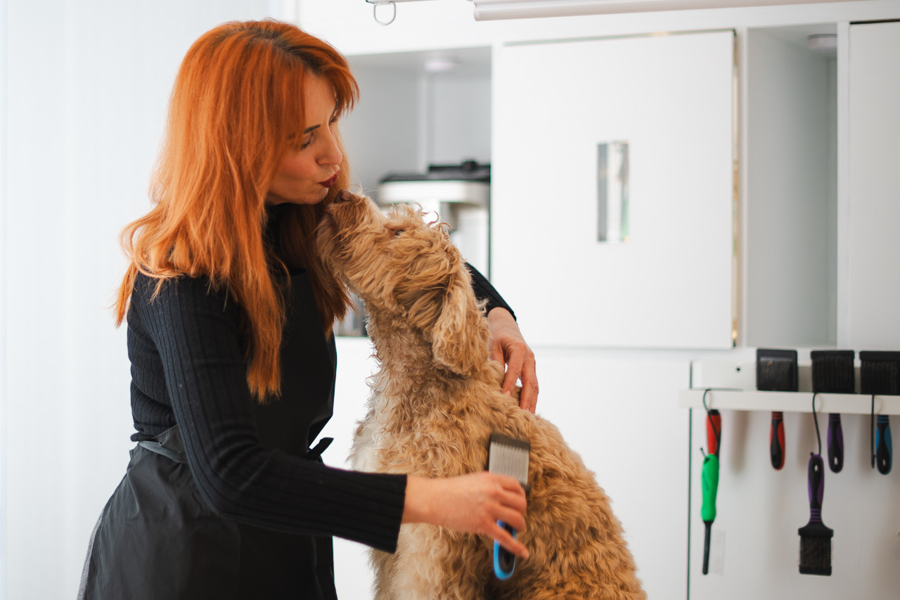 Liebevolle Hundepflege bei Balthasar & Co. Hundefriseur in Kassel