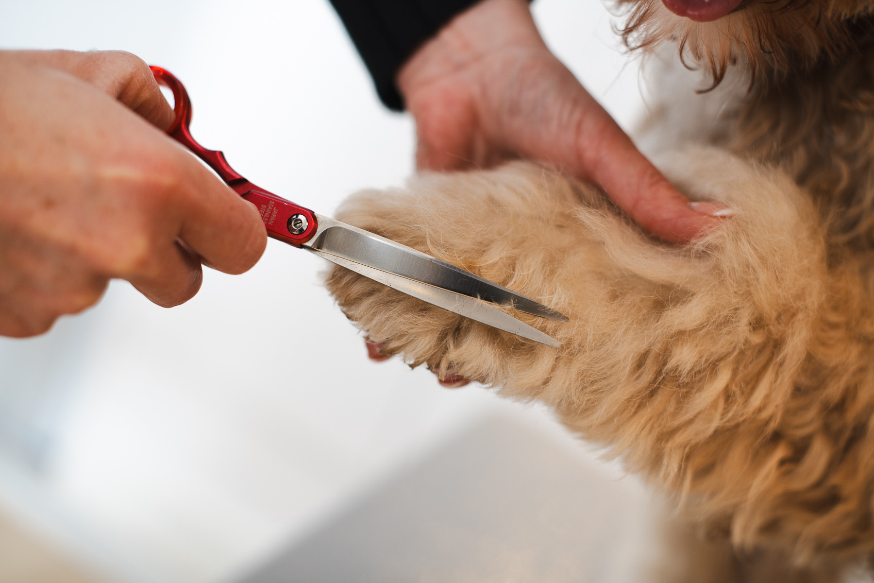 Krallen schneiden beim Hundefriseur Balthasar & Co. in Kassel