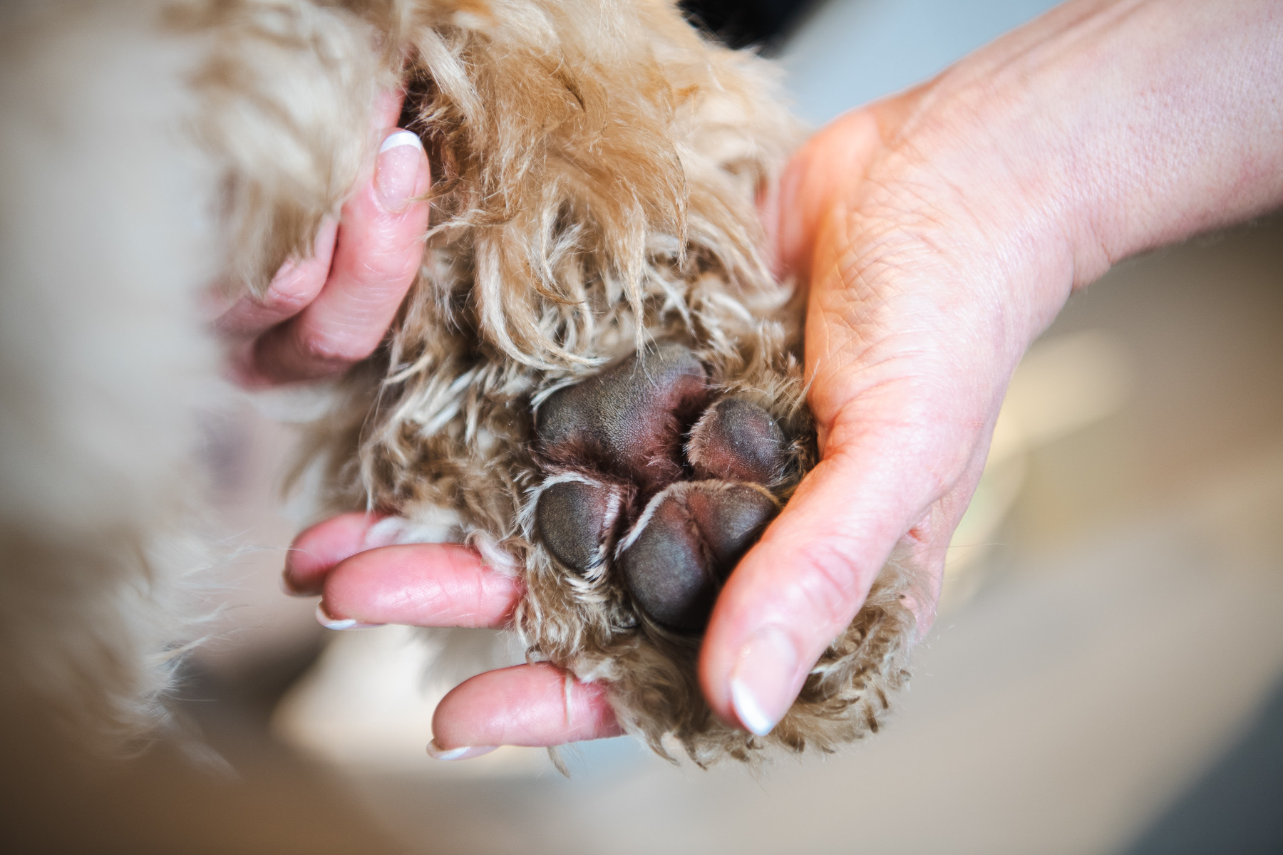 Pfoten- und Ballenpflege beim Hundefriseur Balthasar & Co. in Kassel