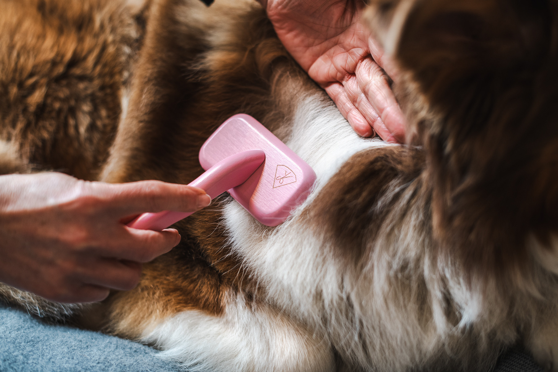 Unterwolle ausbürsten beim Hundefriseur Balthasar & Co. in Kassel